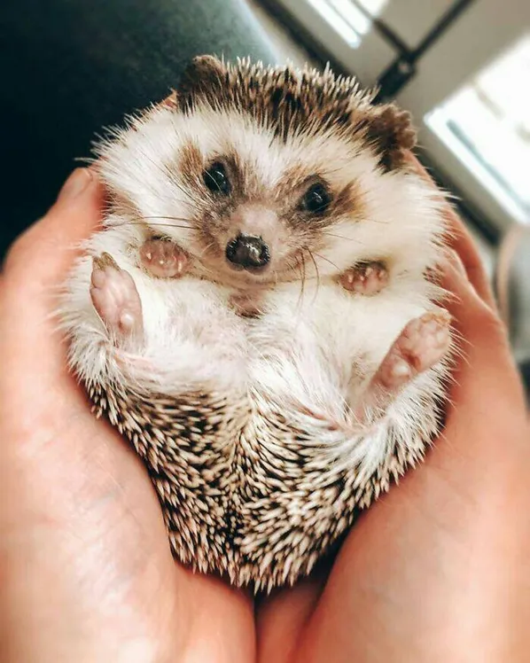 Pet