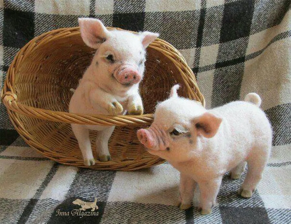 Pet