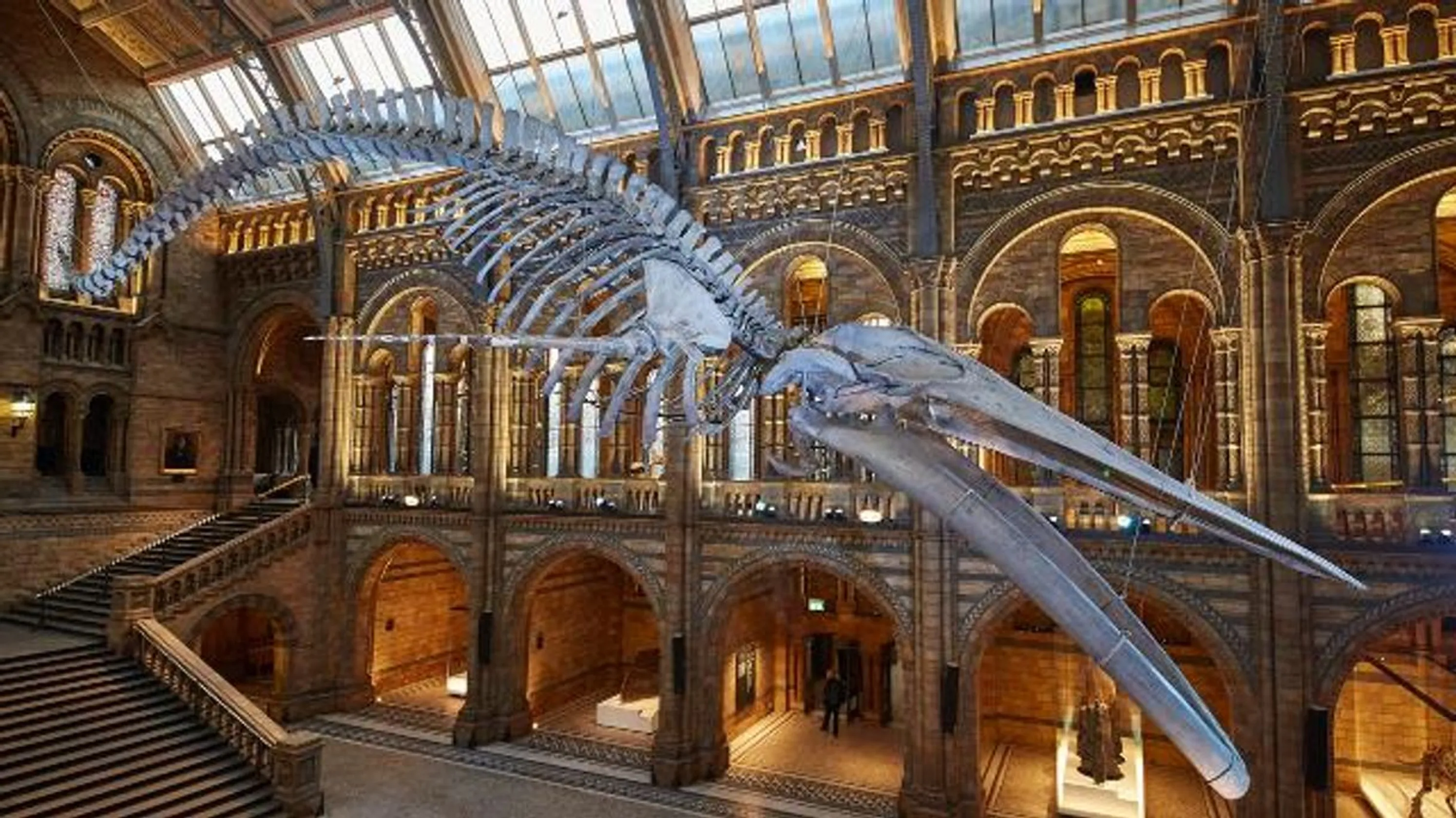 American Museum of Natural History