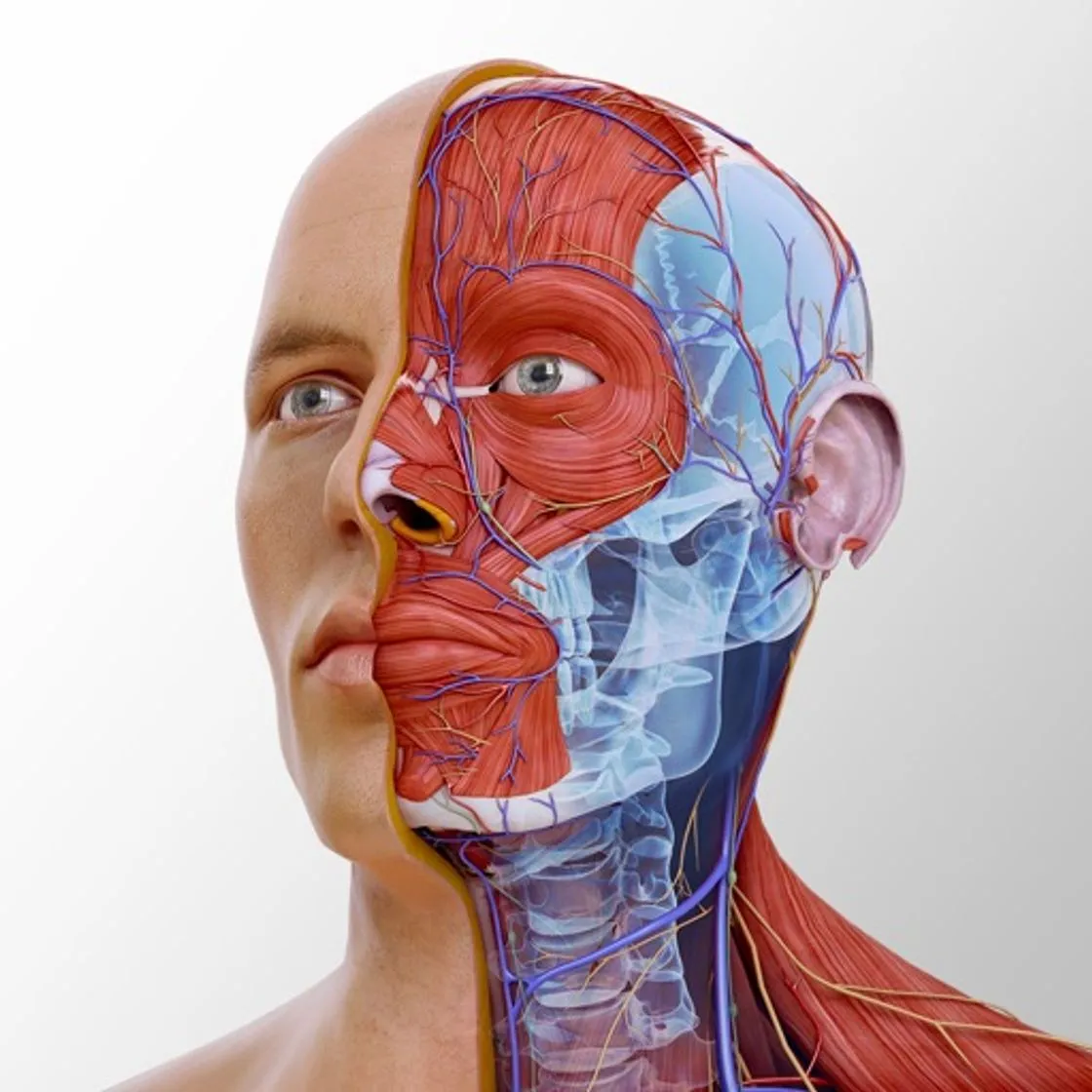 Complete Anatomy ‘21