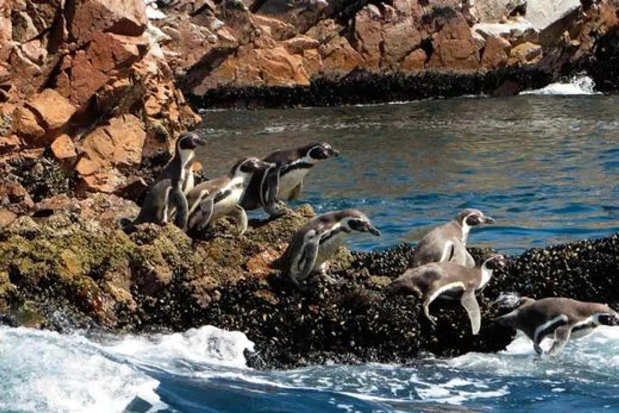 Candelabro Travel (Islas Ballestas)