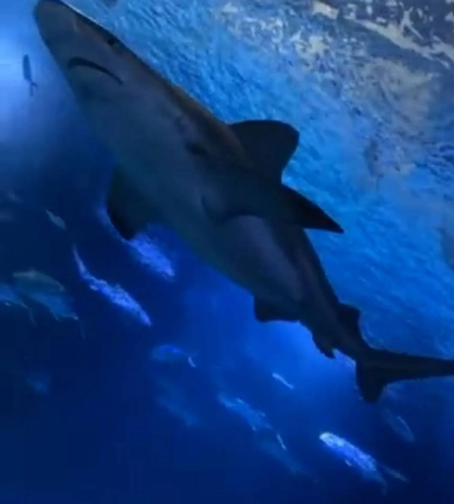 Acuario Inbursa