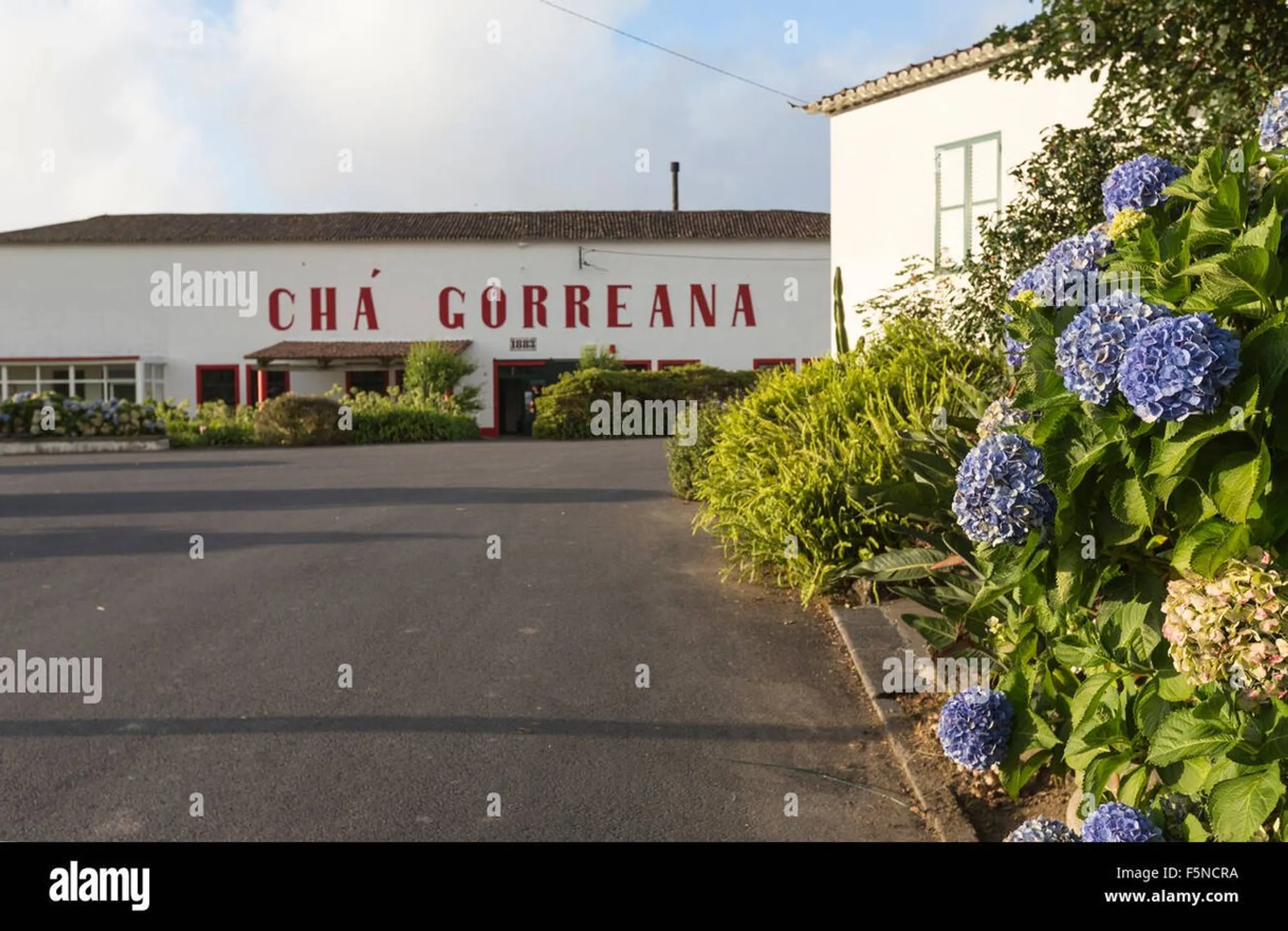 Chá Gorreana