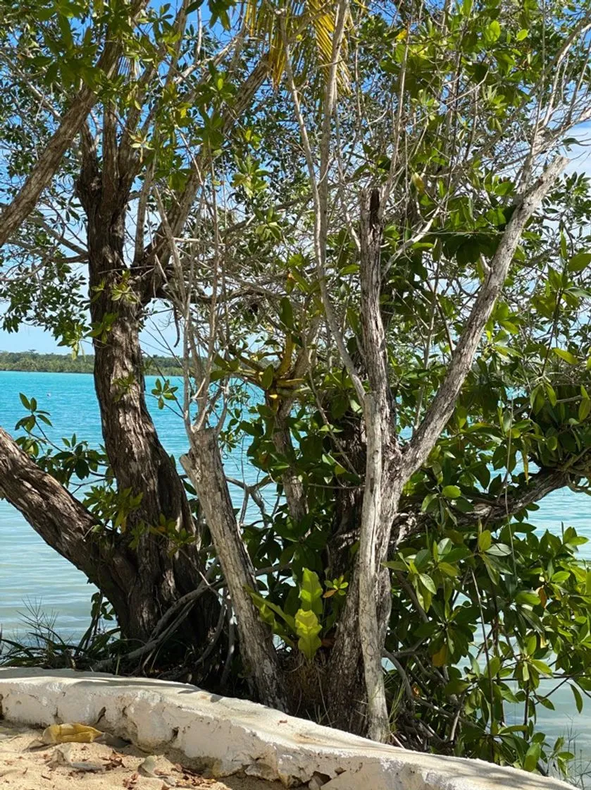 Bacalar