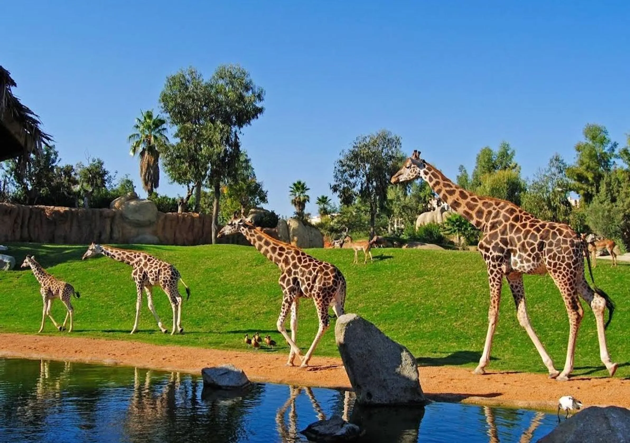 Bioparc Valencia