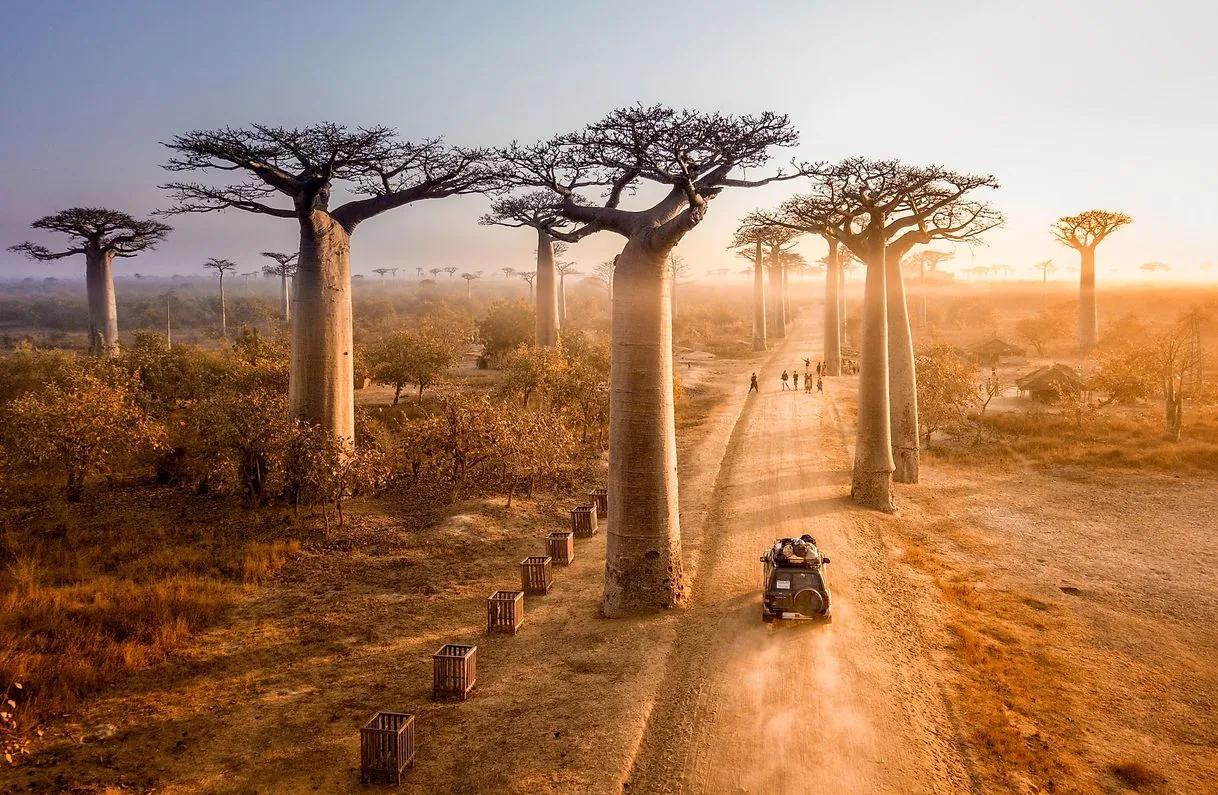 Avenida de los Baobabs