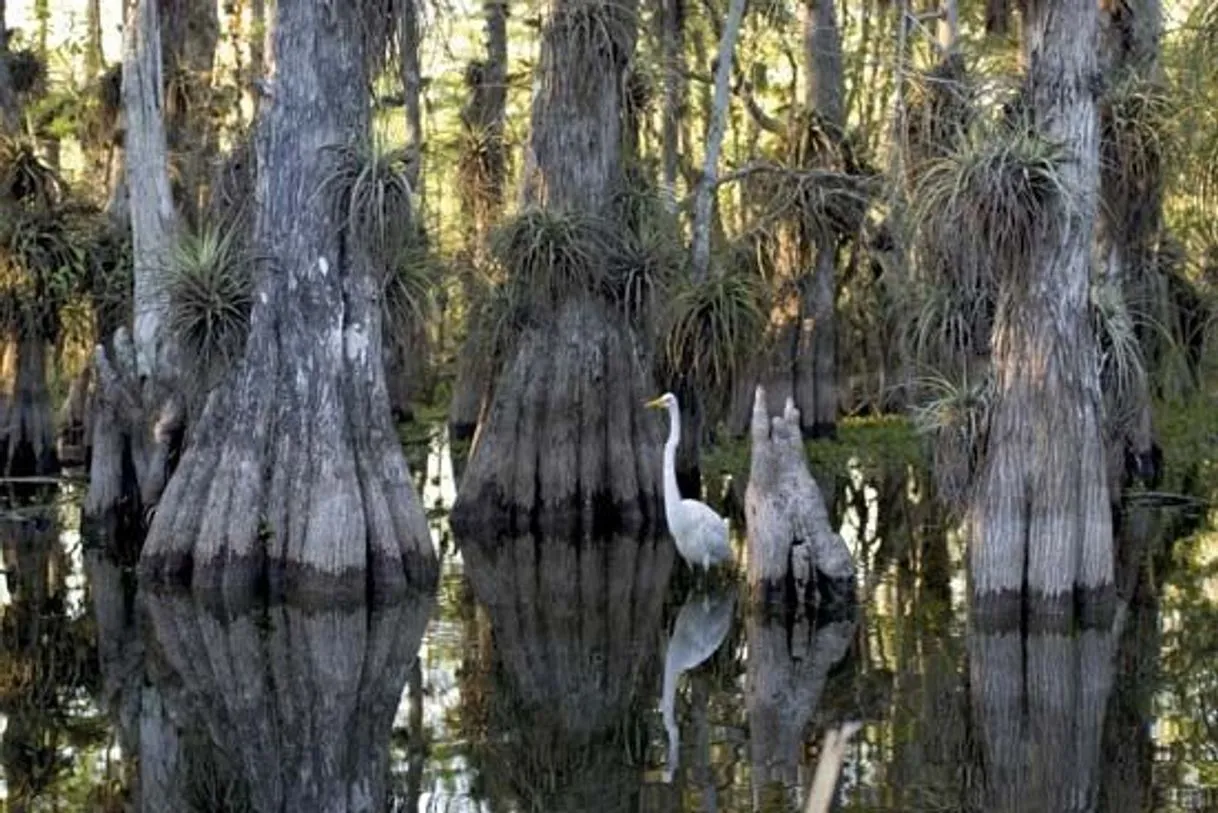 Everglades