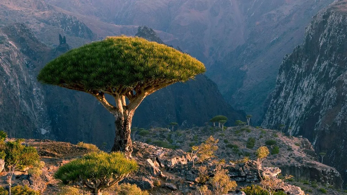 Socotra