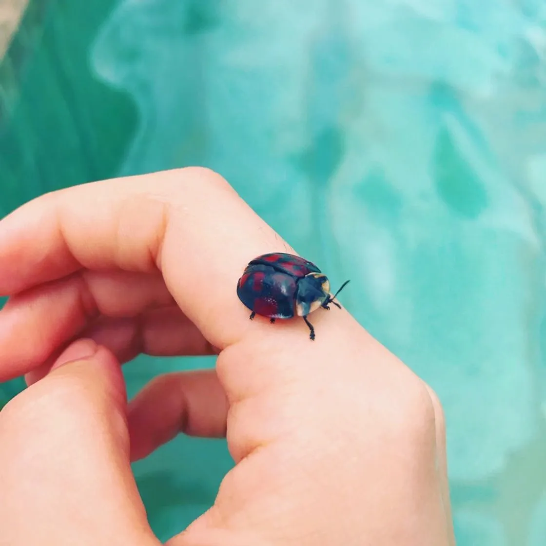 Insetos Fofos🐞