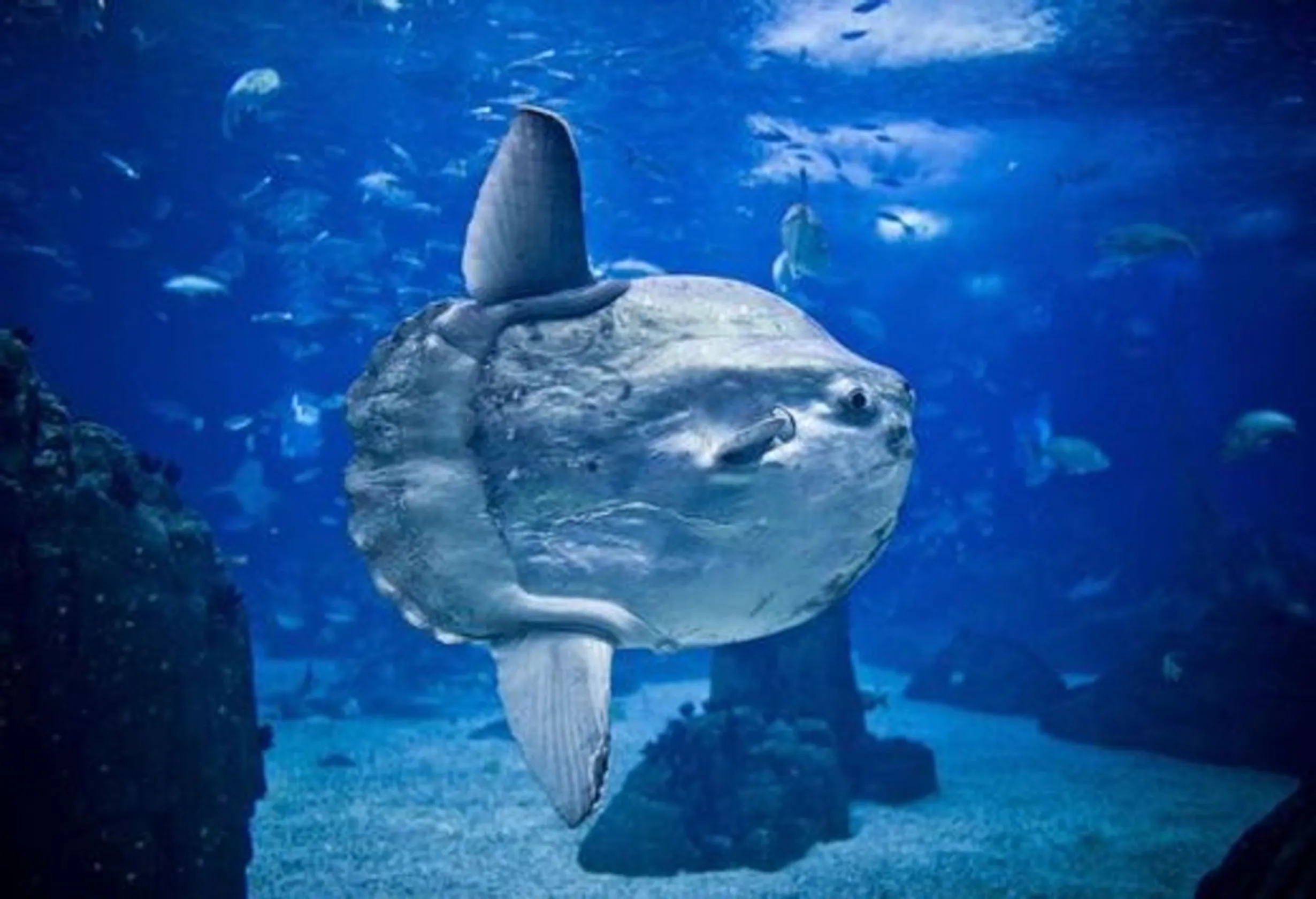 Oceanario de Lisboa