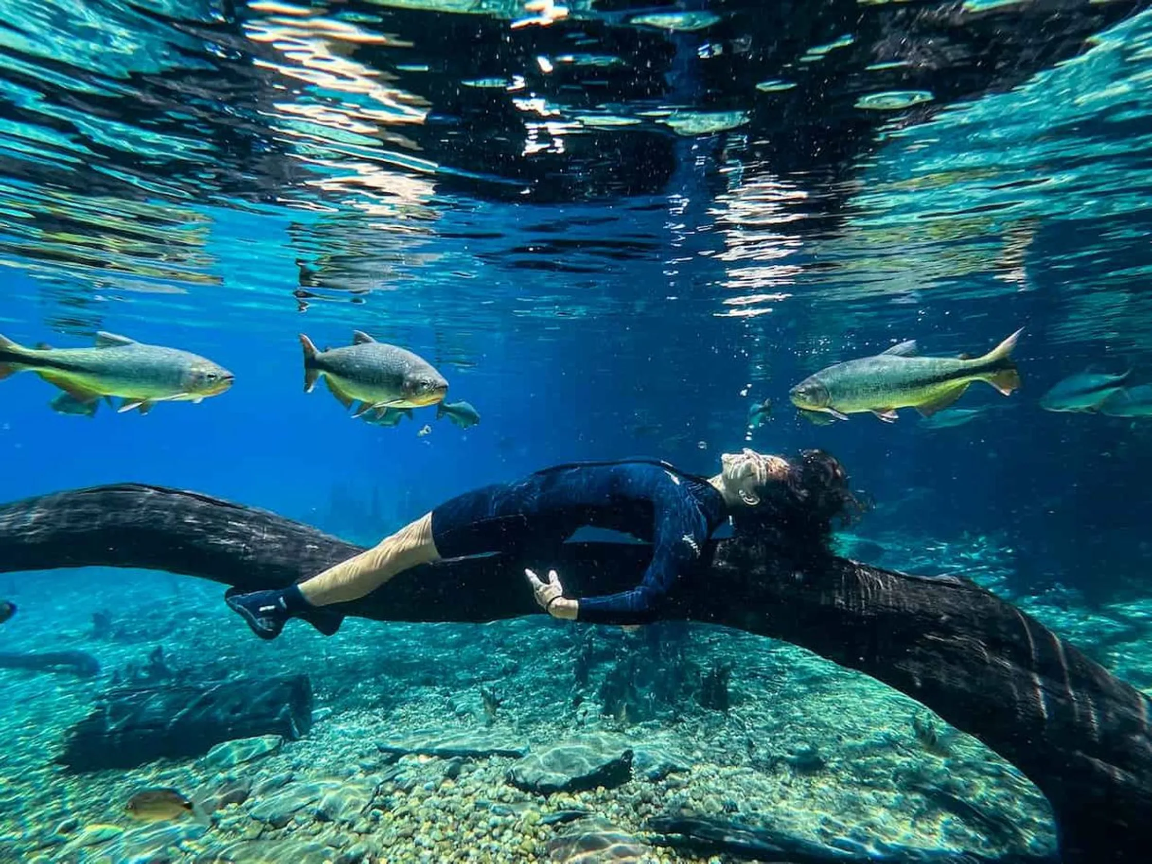 Bonito