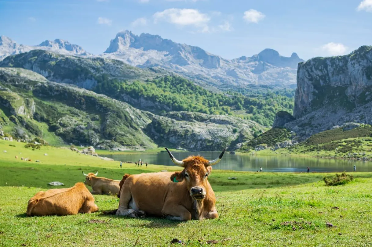 Picos de Europa