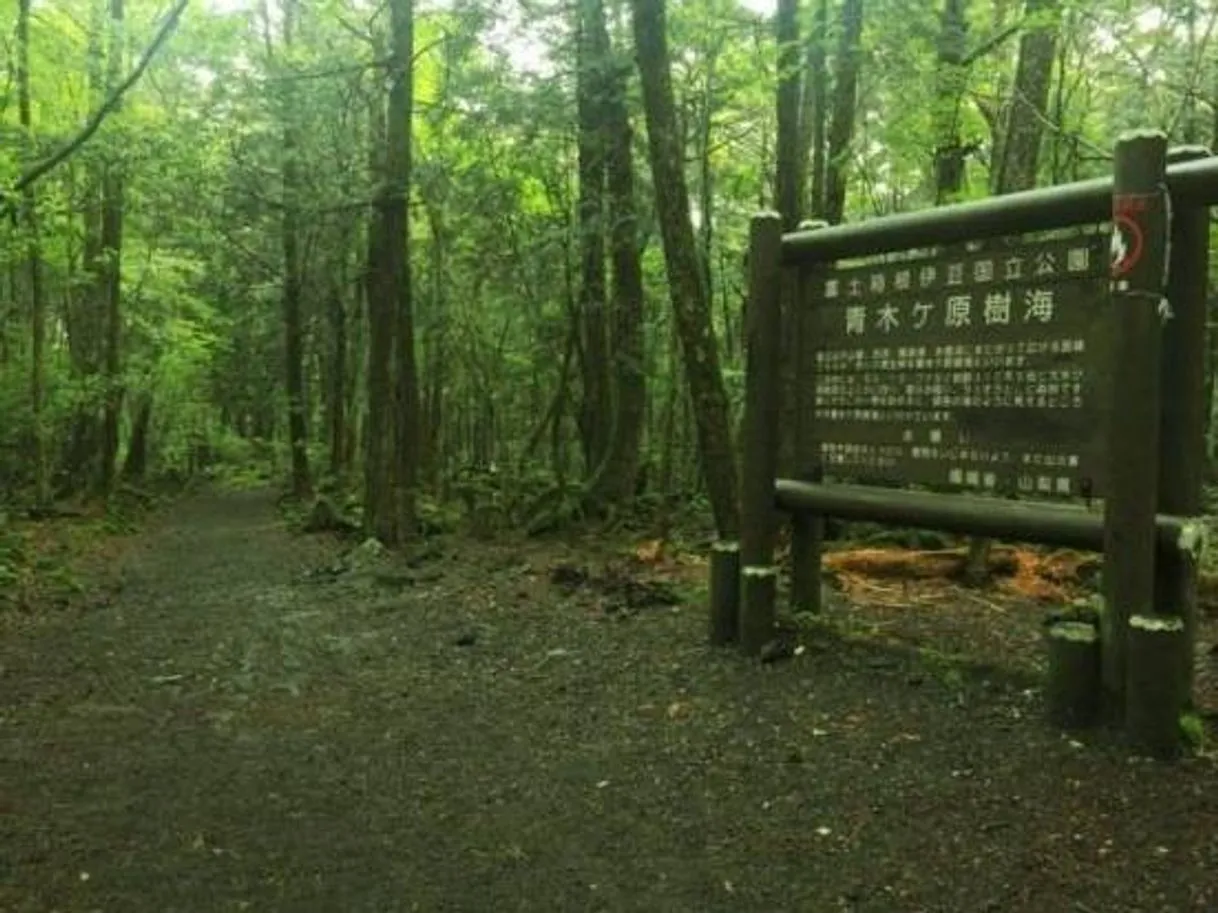 Floresta aokigahara