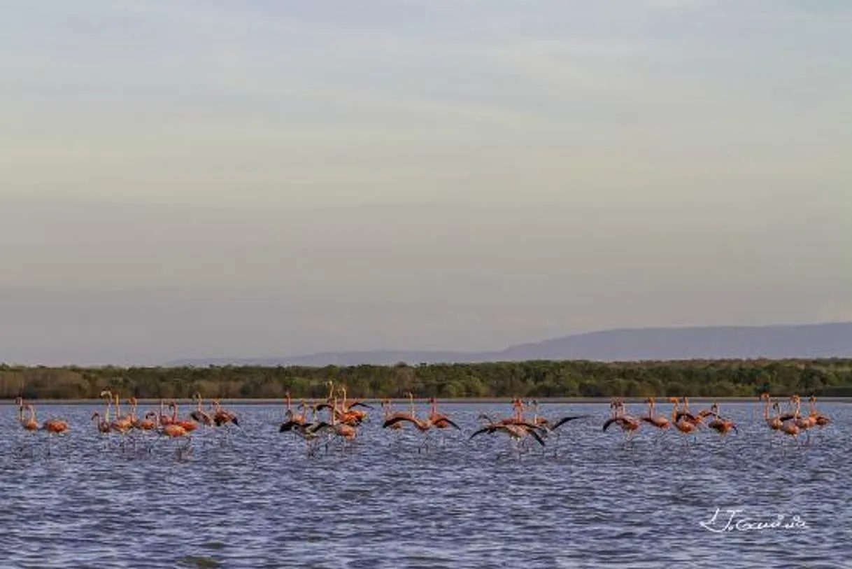 Santuario de Fauna y Flora Los Flamencos