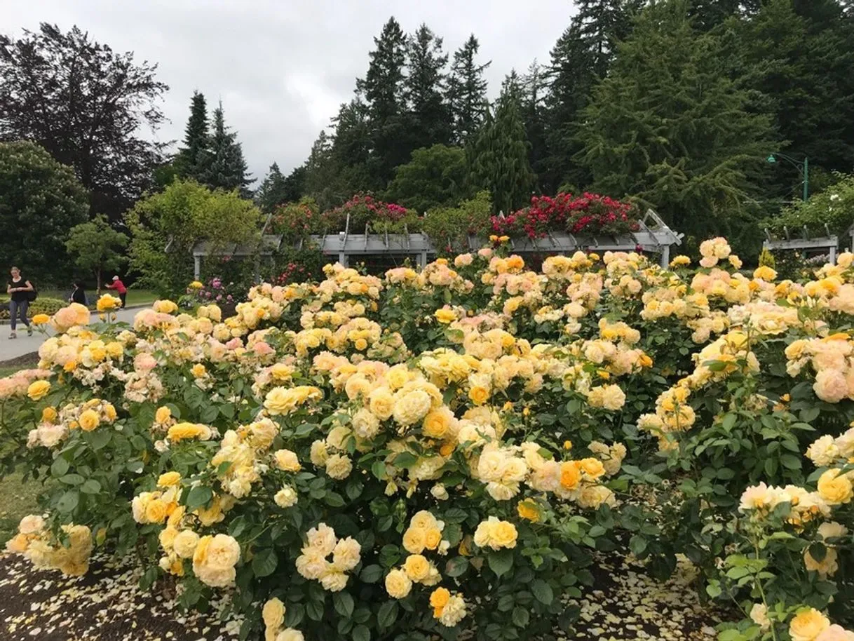 Rose Garden