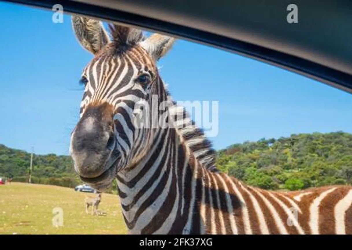 Safari Madrid