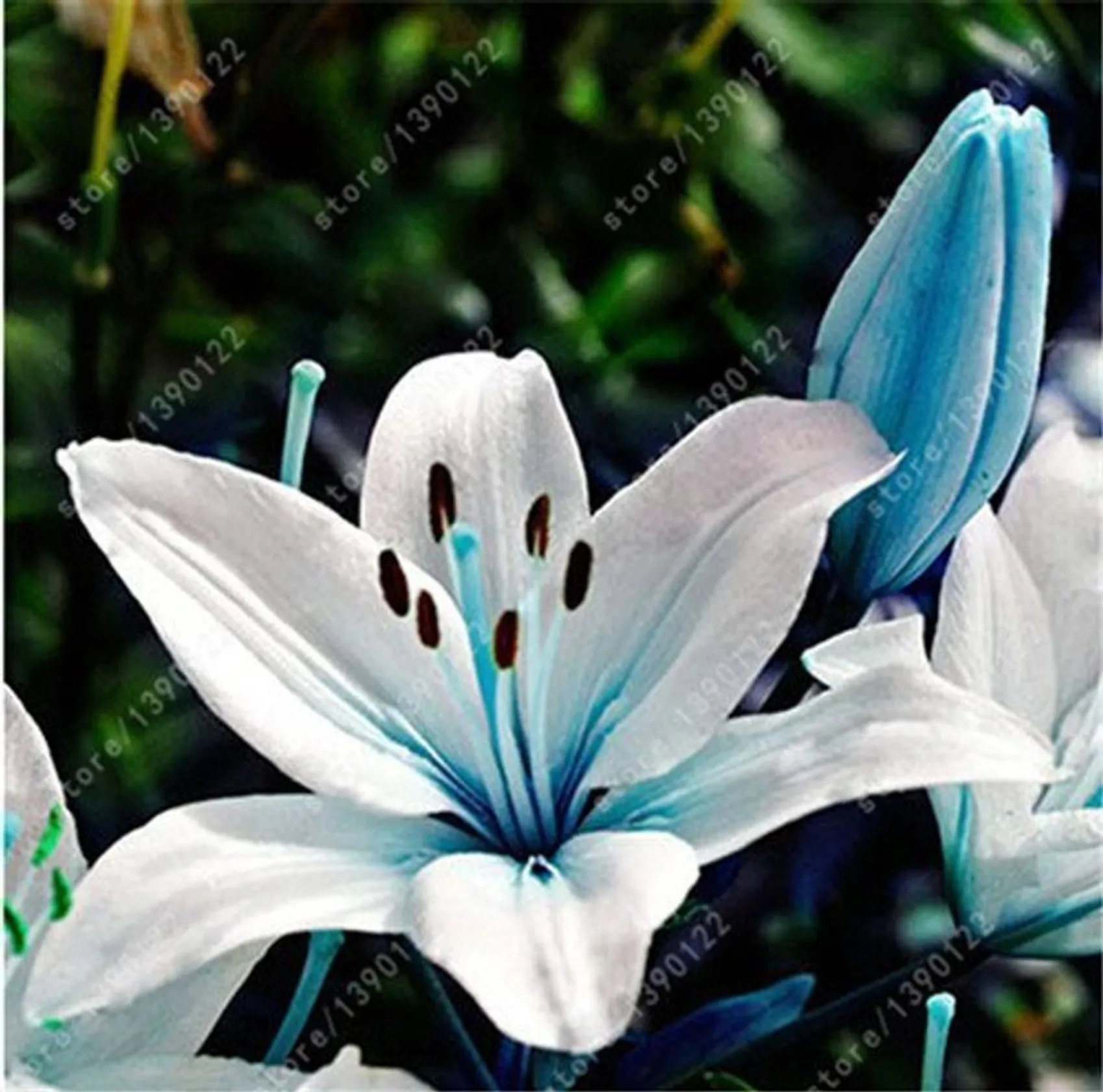 bulbos de lirio verdadero, flor del lirio, lirio