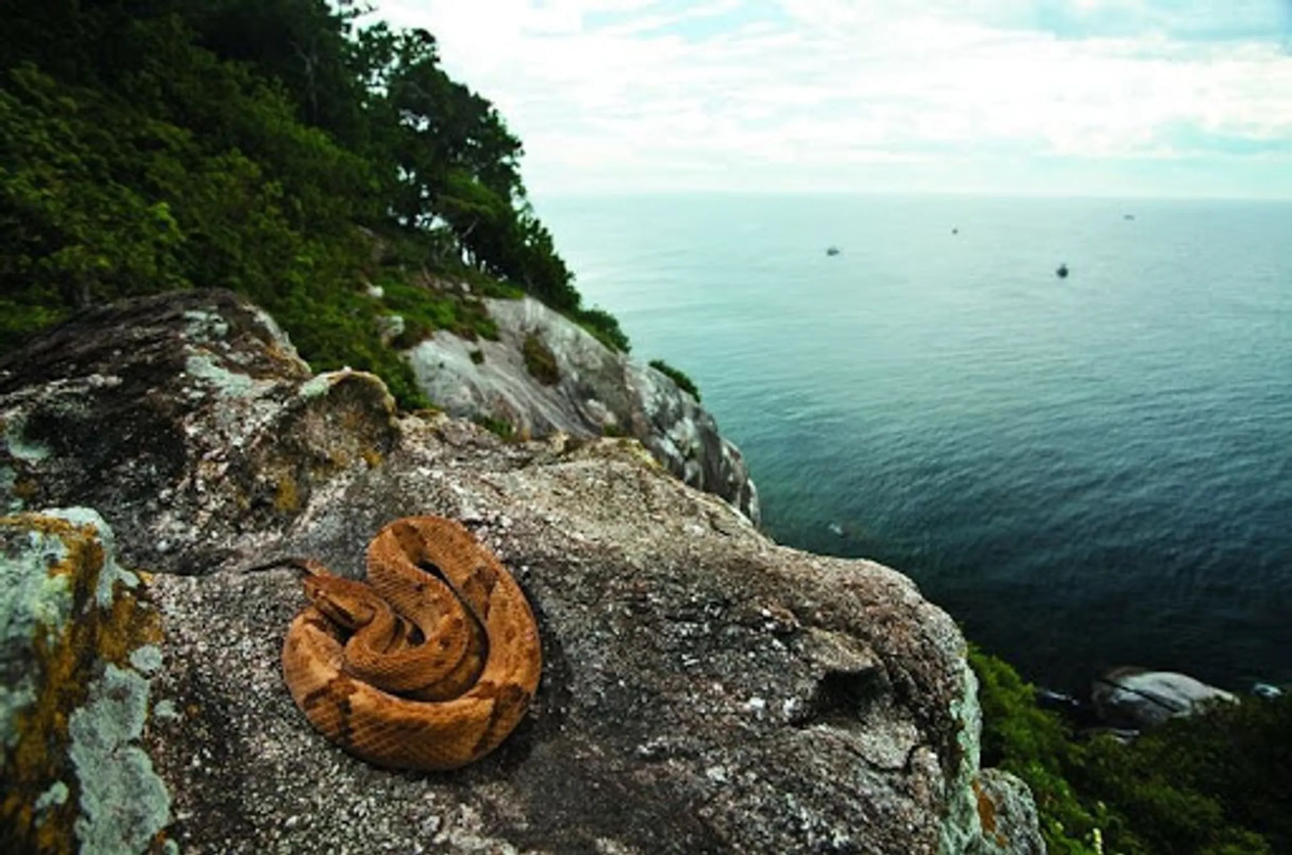 Ilha da Queimada Grande