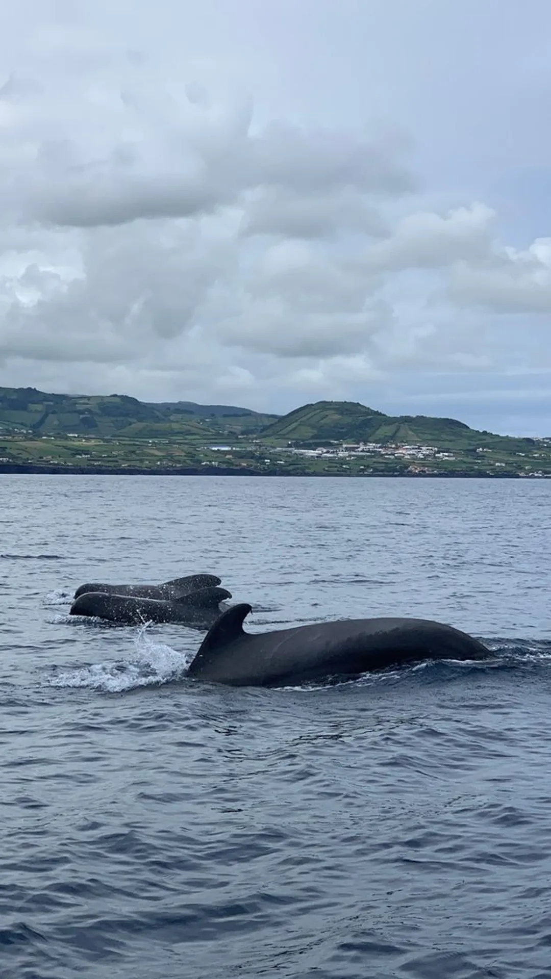 Naturalist - Science & Tourism. Whale Watching
