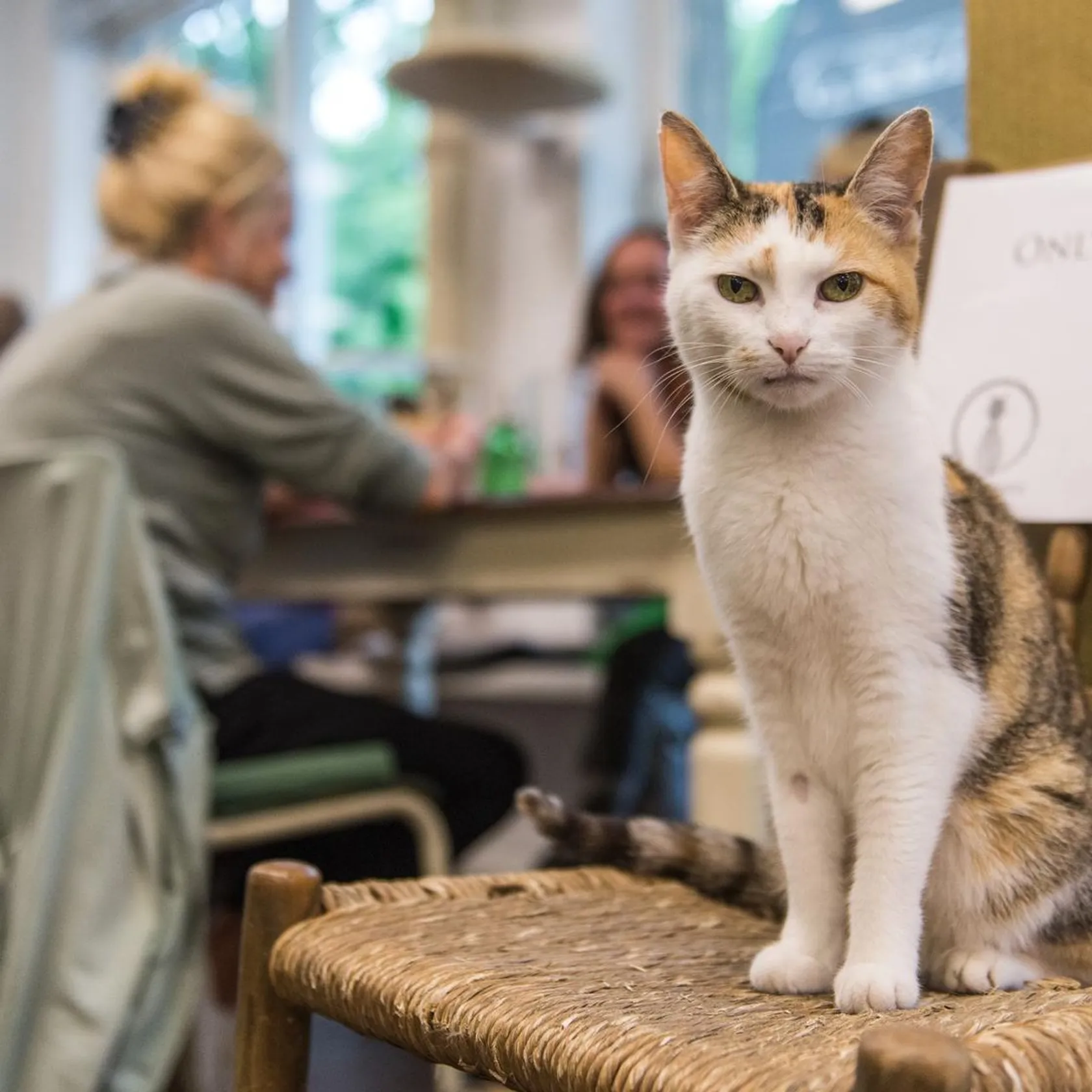 Das Katzen Café